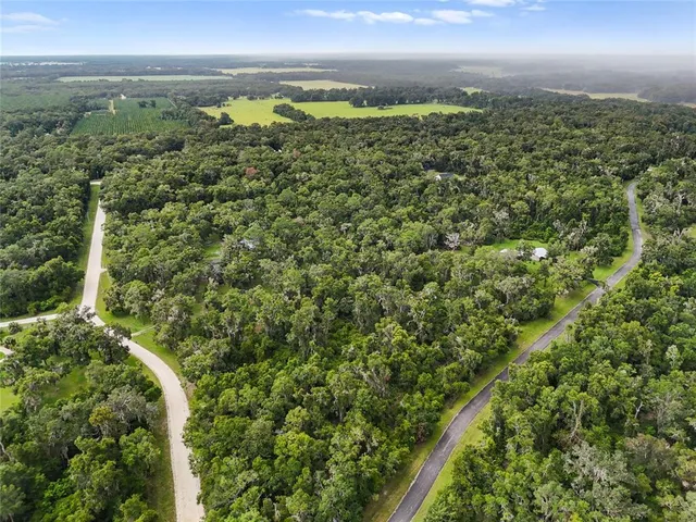 a view of a lush green forest