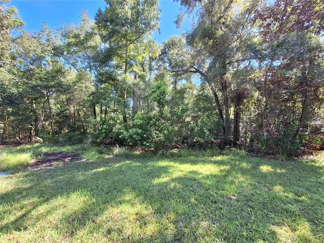 a view of a forest with trees