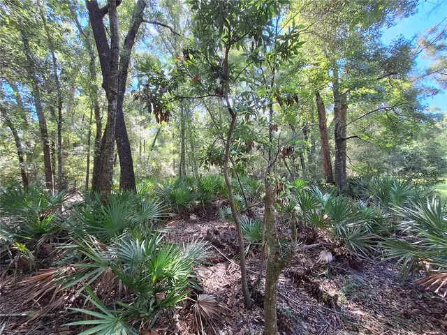 a view of a forest with trees
