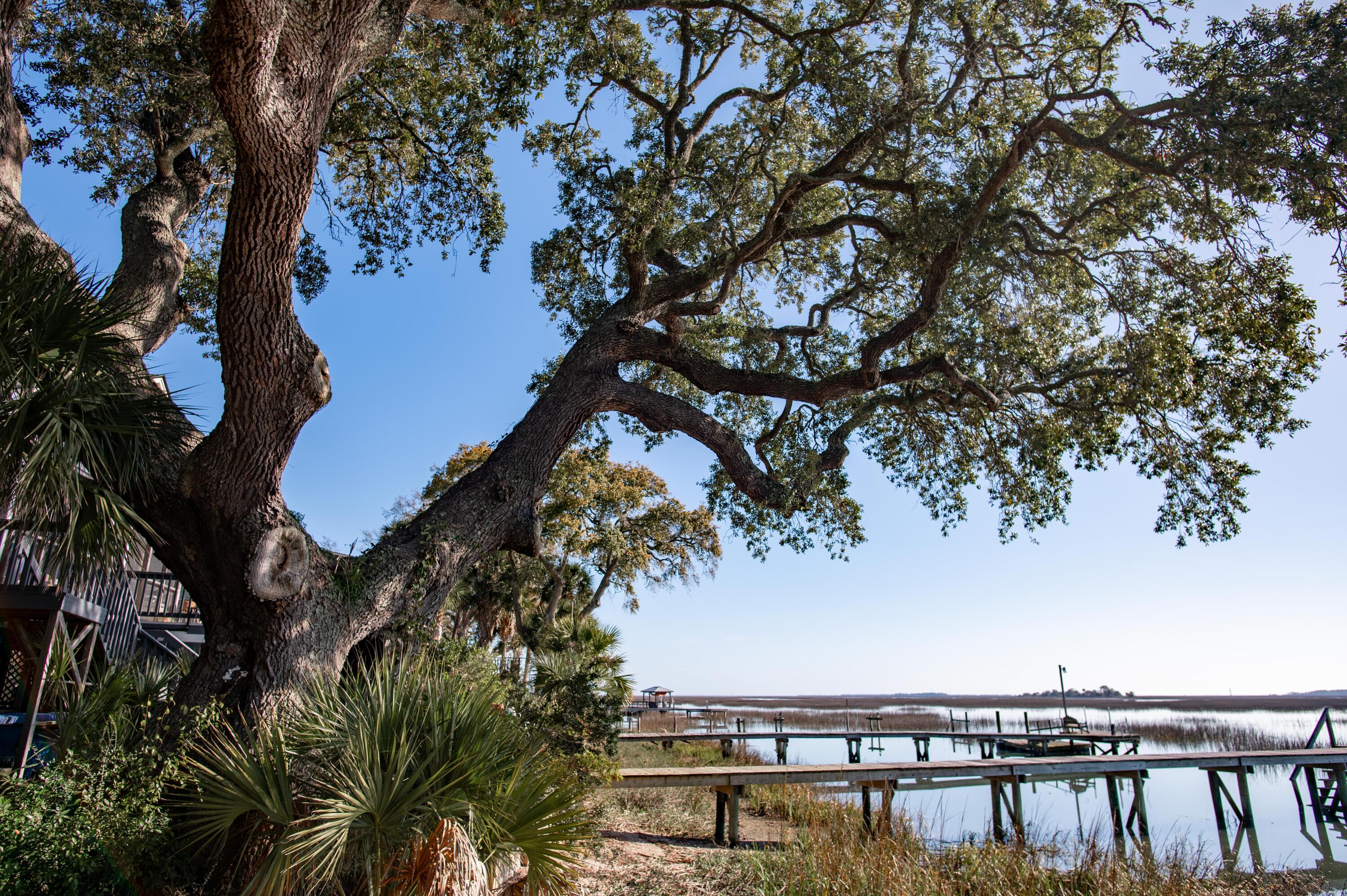 1599 Terns Nest Road Charleston, SC 29412 - Photo 34 of 64 Grand oak!