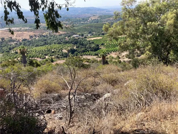 a view of a forest with a tree
