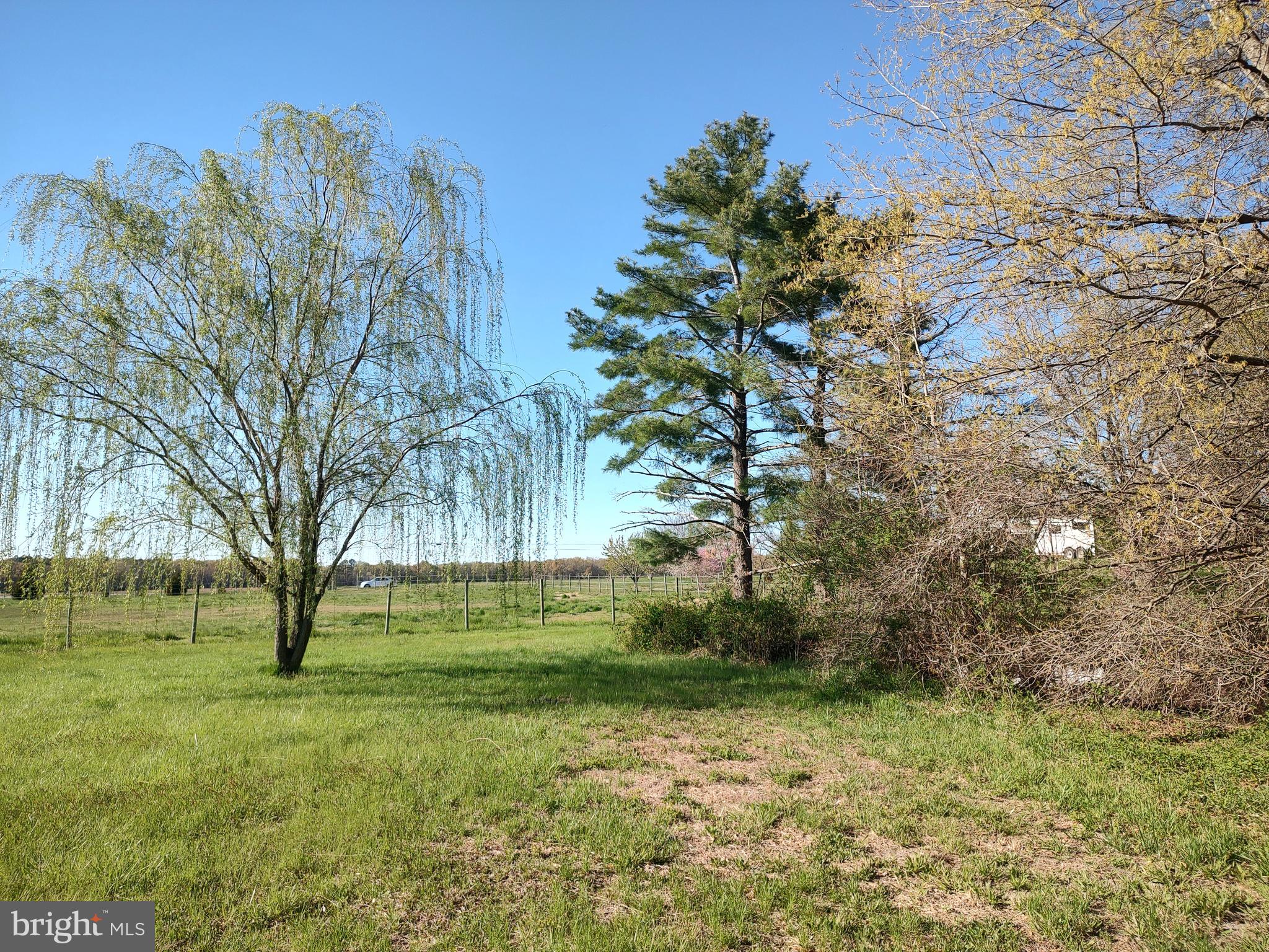 12397 Ridgely Road Ridgely, MD 21660 - Photo 59 of 62 Weeping Willow near pond