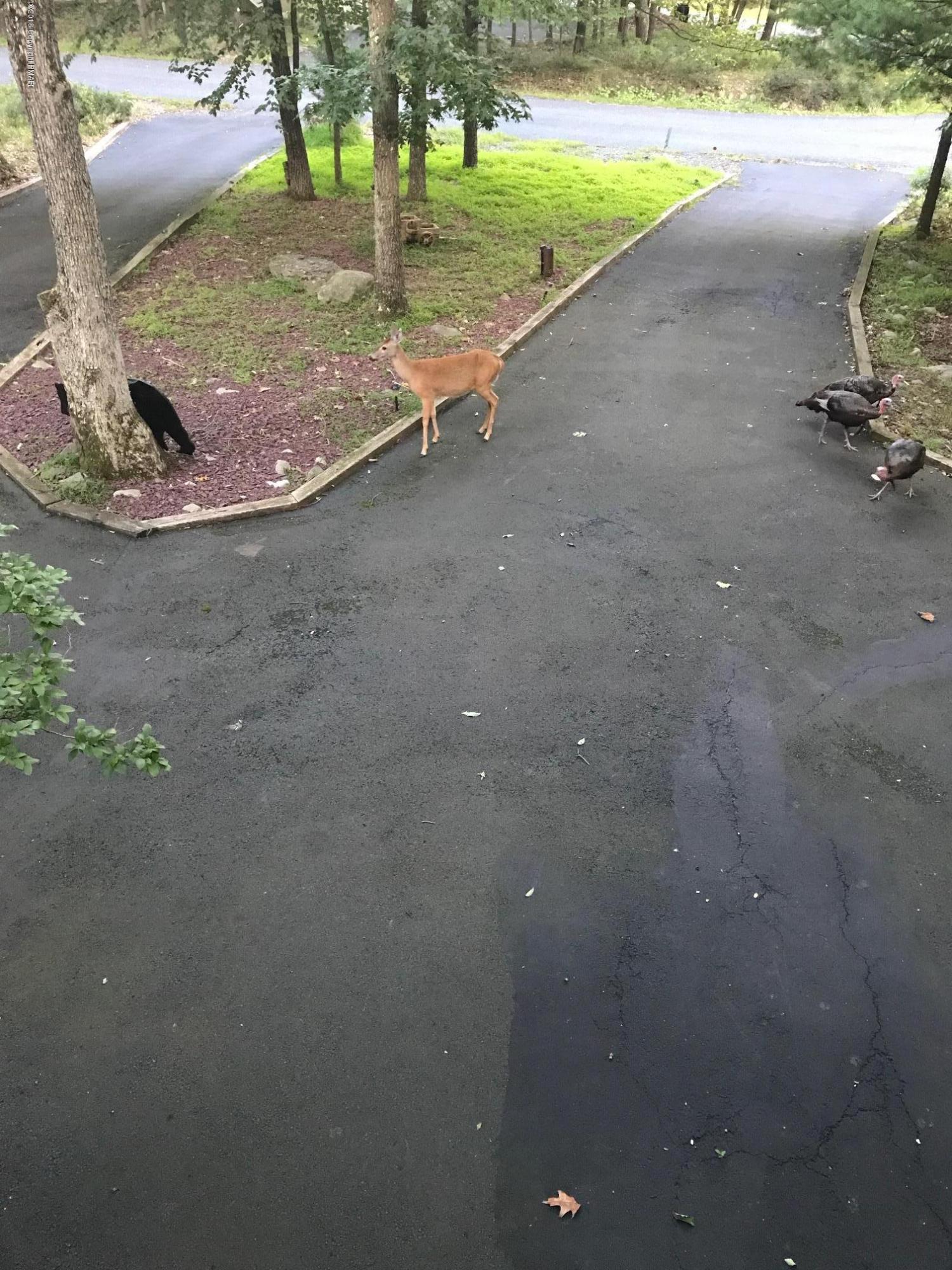 103 Doe Loop Bushkill, PA 18324 - Photo 27 of 32 wild life