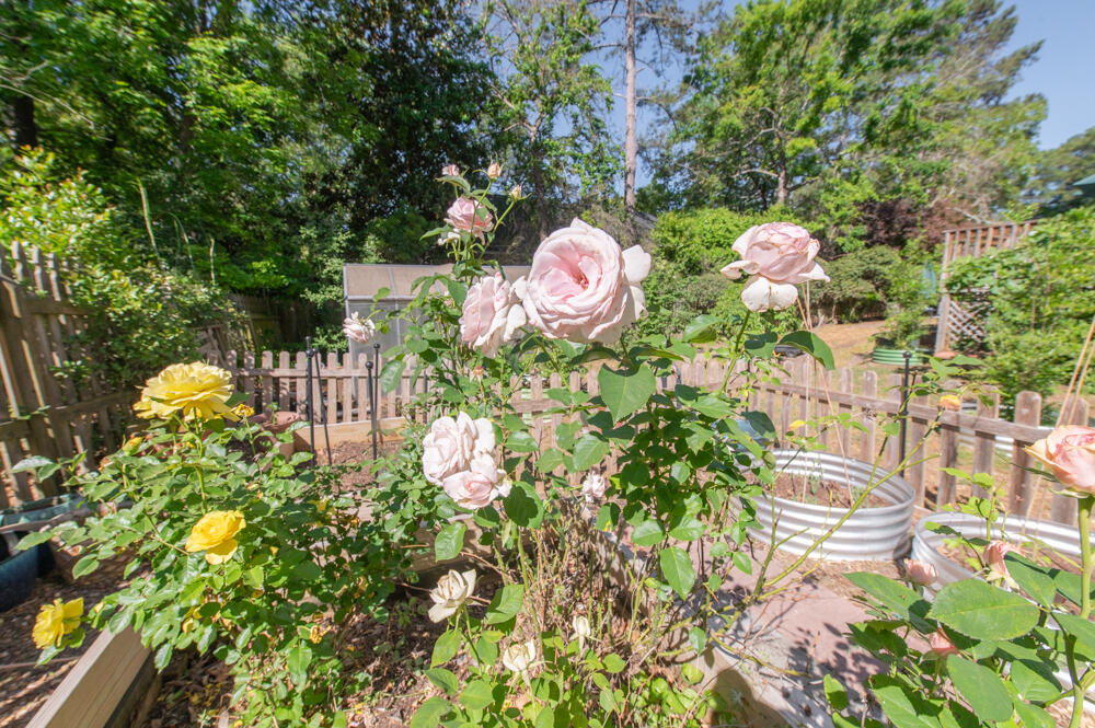 201 Buck Point Court Aiken, SC 29803 - Photo 19 of 29 Flowers!