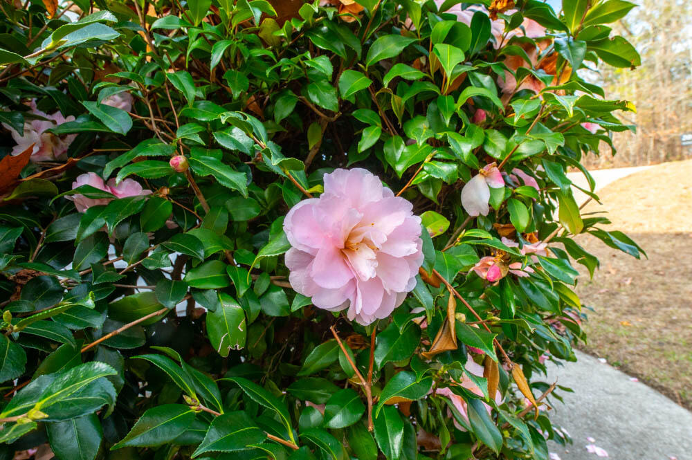 201 Buck Point Court Aiken, SC 29803 - Photo 21 of 26 Beautiful Landscaping!