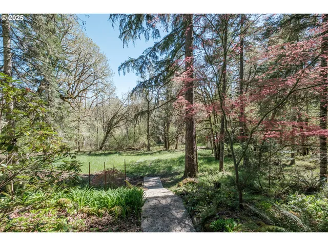 a view of a lush green forest with large trees