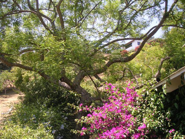 519 Fellowship Road Santa Barbara, CA 93109 - Photo 9 of 16 a picture of flowers