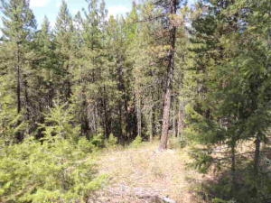 Xxxx Rail Canyon Road Springdale, WA 99173 - Photo 1 of 12