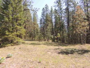 Xxxx Rail Canyon Road Springdale, WA 99173 - Photo 6 of 12