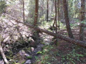 Xxxx Rail Canyon Road Springdale, WA 99173 - Photo 10 of 12