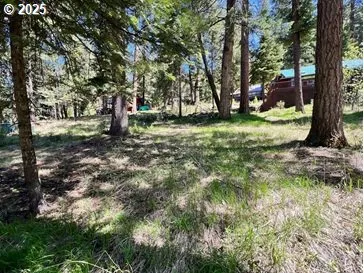 a view of a park with large trees
