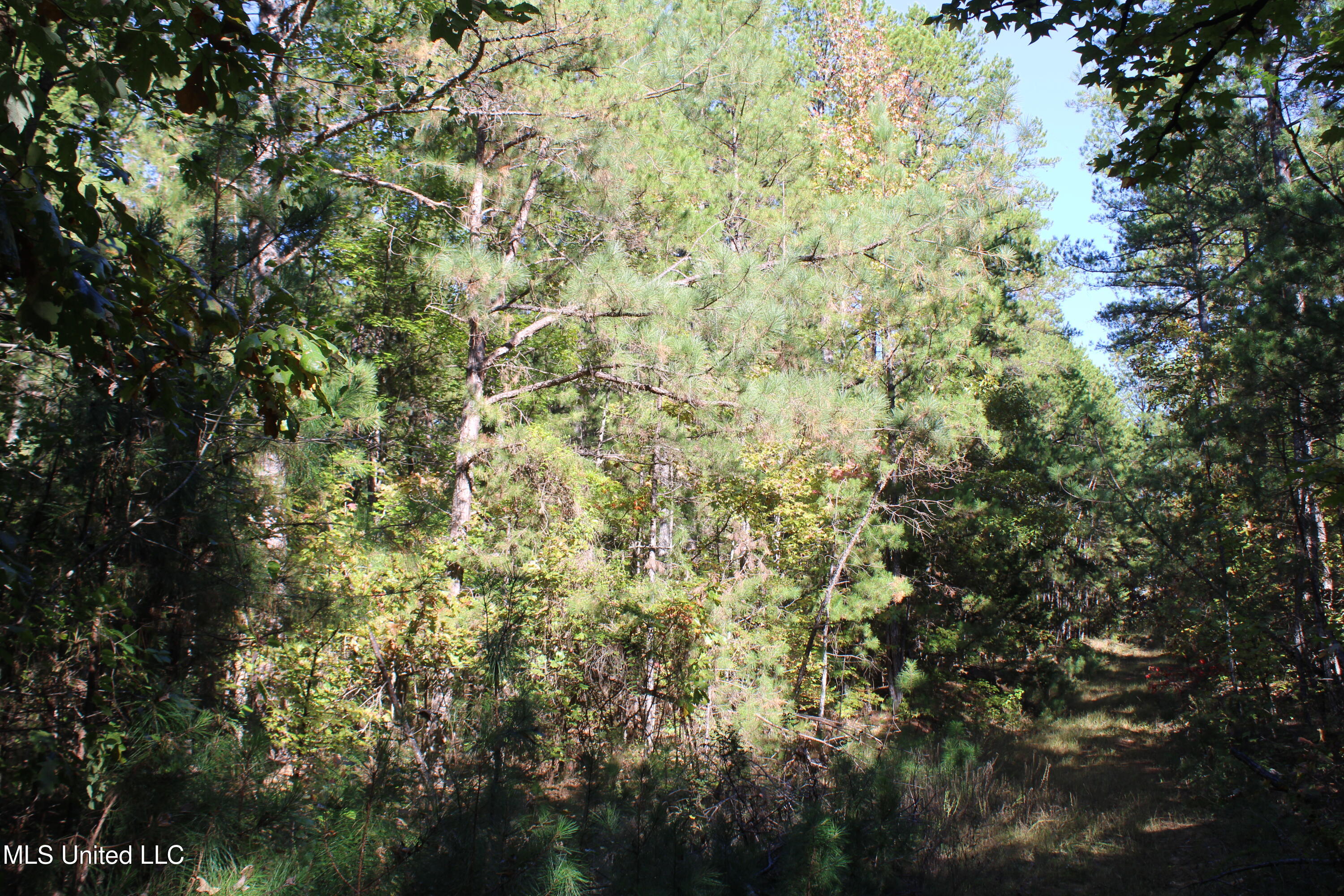 1503 Lower Gurley Road Potts Camp, MS 38659 - Photo 21 of 52 IMG_4796