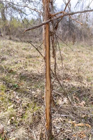 $152,640 | 0 Grob Road, Gerald, MO 63037