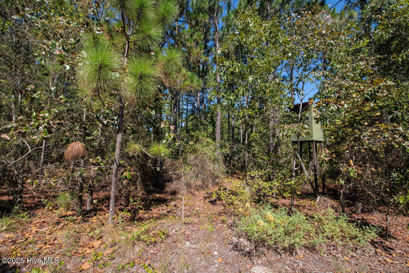 Tbd Loch Laurin Lane Rockingham, NC 28379 - Photo 5 of 15 Webb Shoot 1 Marketing Pic-6950