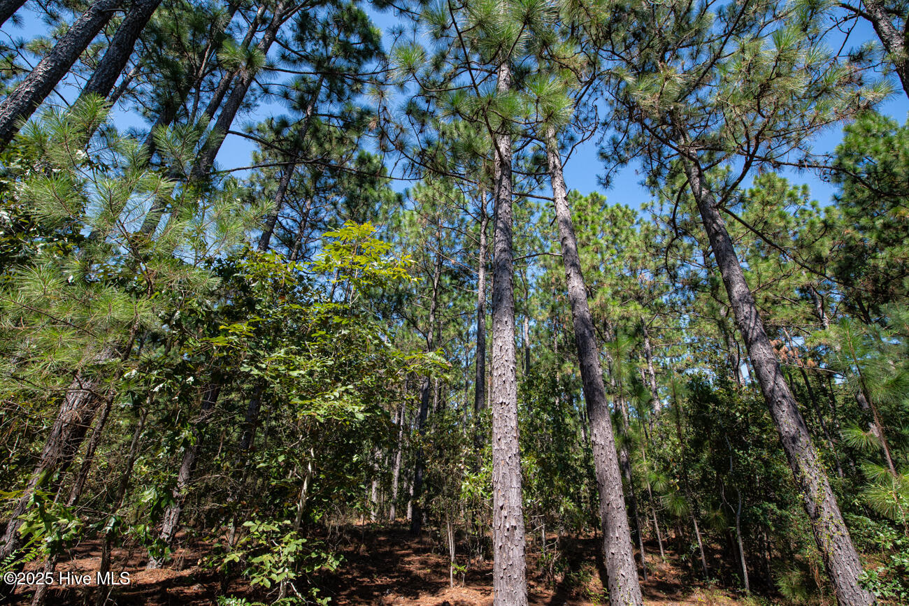 Tbd Loch Laurin Lane Rockingham, NC 28379 - Photo 6 of 15 Webb Shoot 1 Marketing Pic-6953