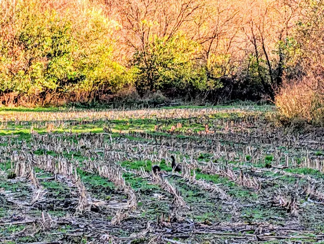 $130,000 | 0 Millville Hollow Road, Mount Hope, WI 53816