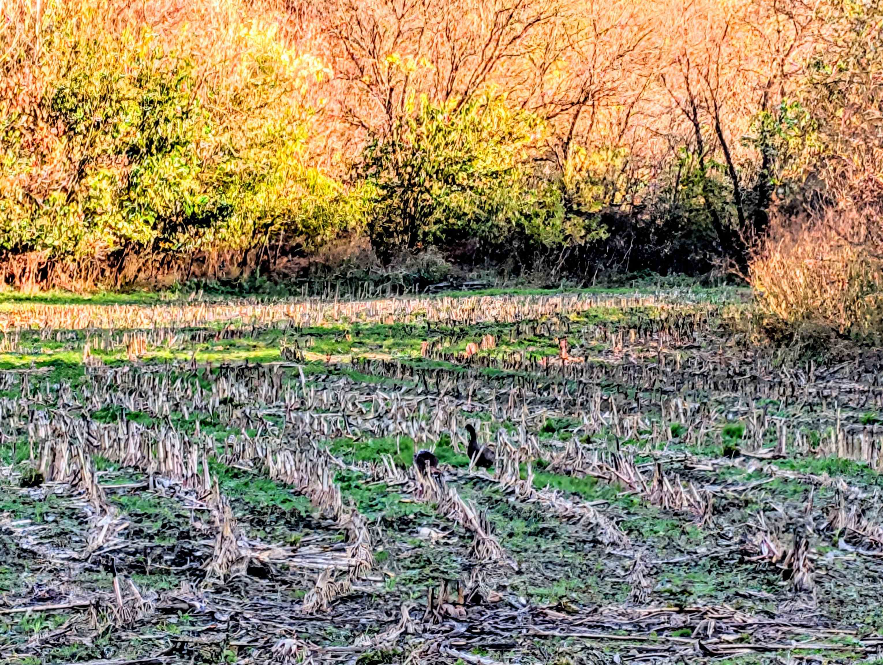0 Millville Hollow Road Mount Hope, WI 53816 - Photo 12 of 41