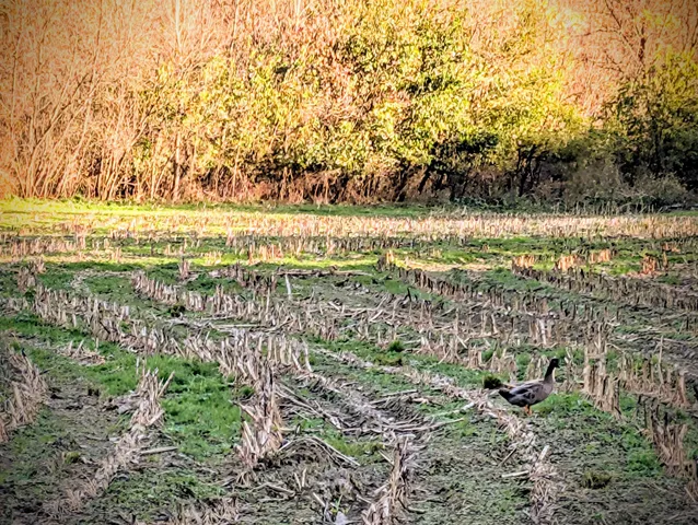 $130,000 | 0 Millville Hollow Road, Mount Hope, WI 53816