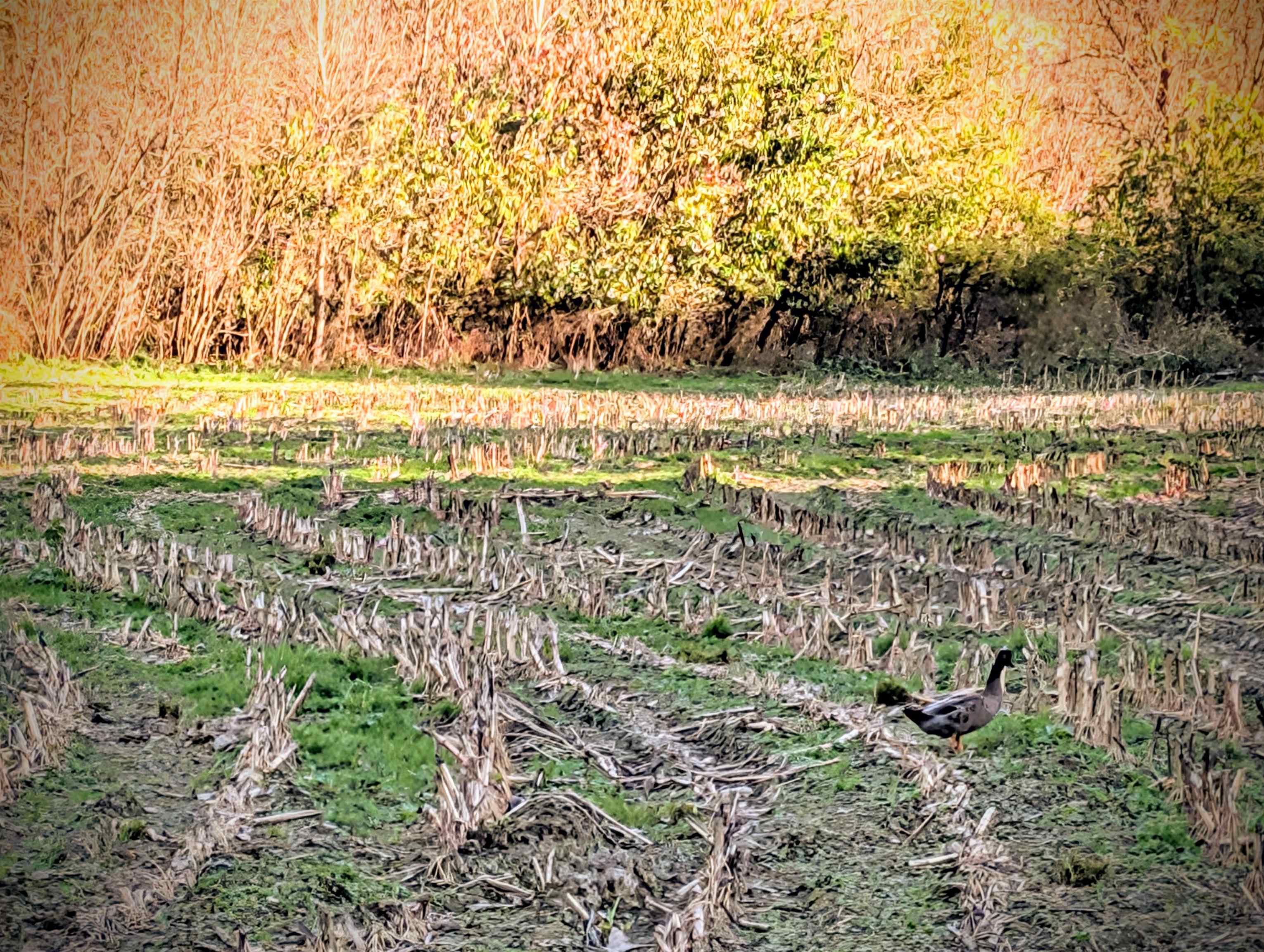 0 Millville Hollow Road Mount Hope, WI 53816 - Photo 13 of 41