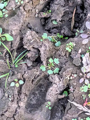 $130,000 | 0 Millville Hollow Road, Mount Hope, WI 53816