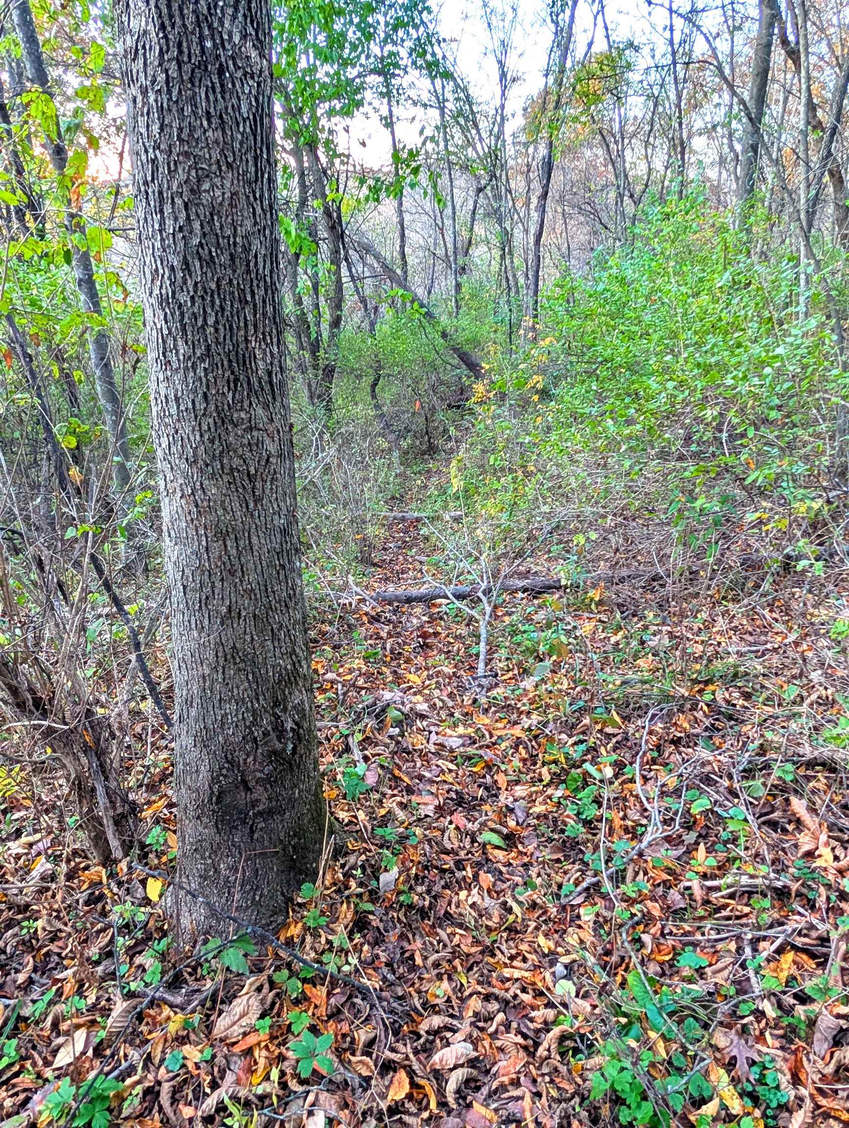 0 Millville Hollow Road Mount Hope, WI 53816 - Photo 22 of 41