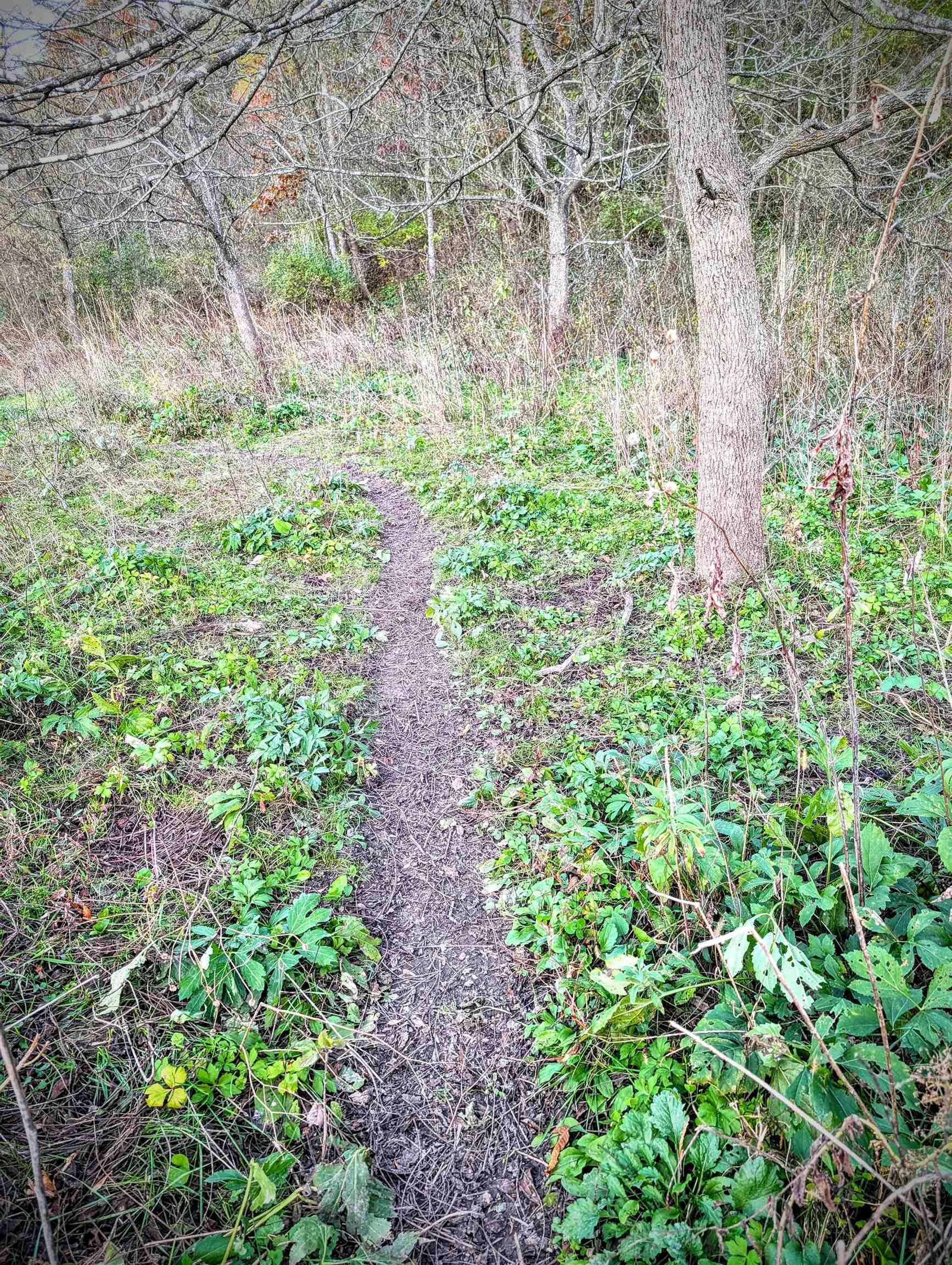 0 Millville Hollow Road Mount Hope, WI 53816 - Photo 26 of 41