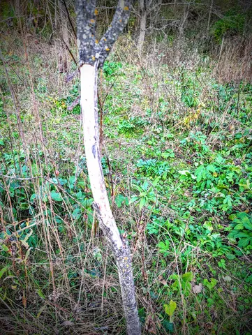 $130,000 | 0 Millville Hollow Road, Mount Hope, WI 53816