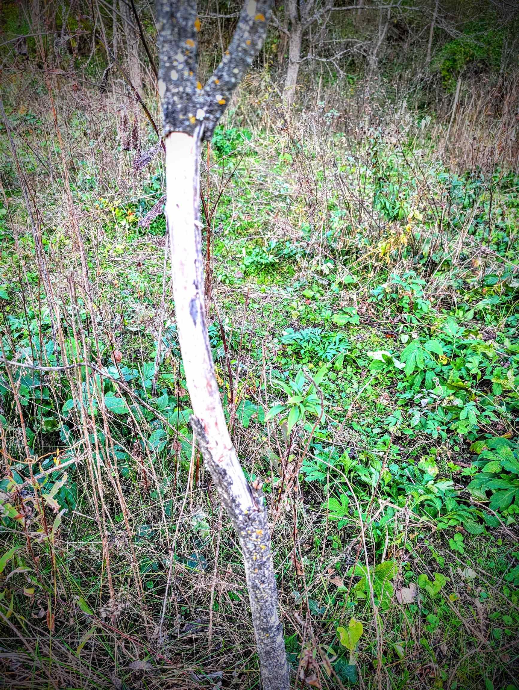 0 Millville Hollow Road Mount Hope, WI 53816 - Photo 27 of 41