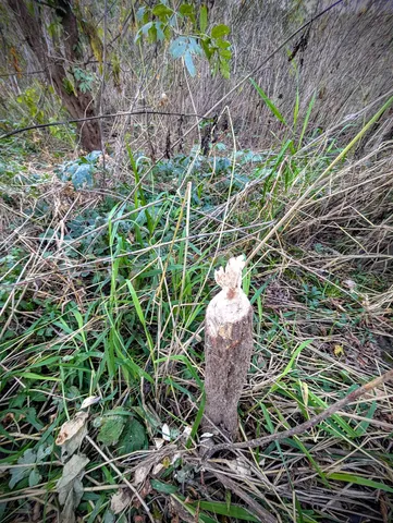 $130,000 | 0 Millville Hollow Road, Mount Hope, WI 53816