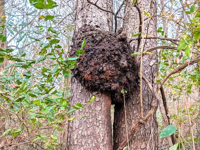 $130,000 | 0 Millville Hollow Road, Mount Hope, WI 53816