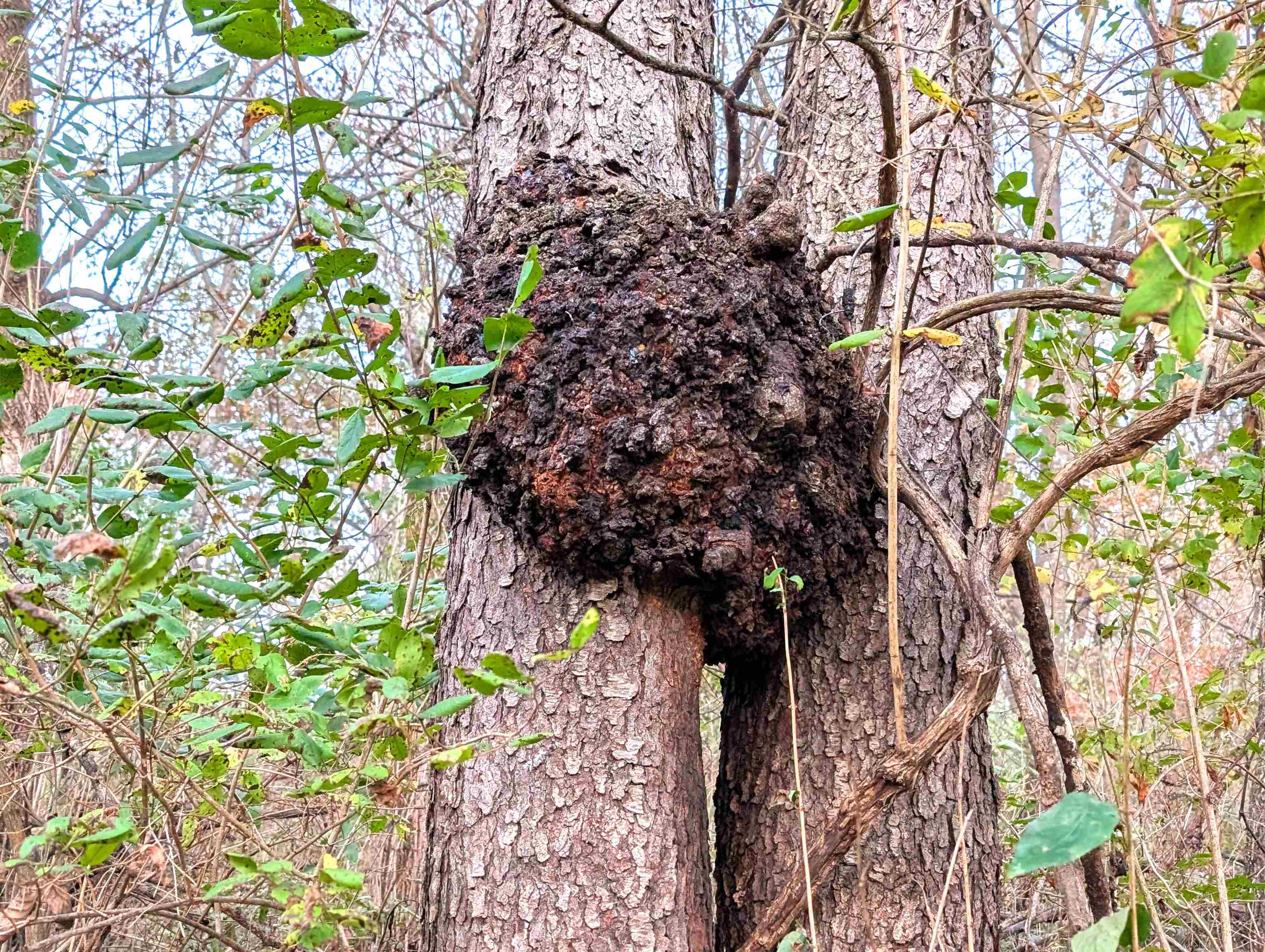0 Millville Hollow Road Mount Hope, WI 53816 - Photo 30 of 41