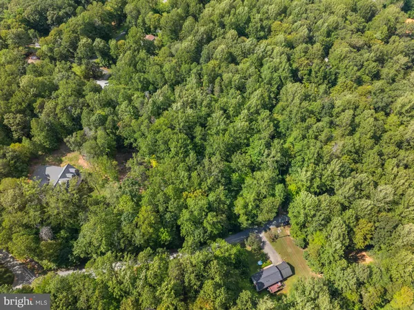view of a lush green forest with lots of trees