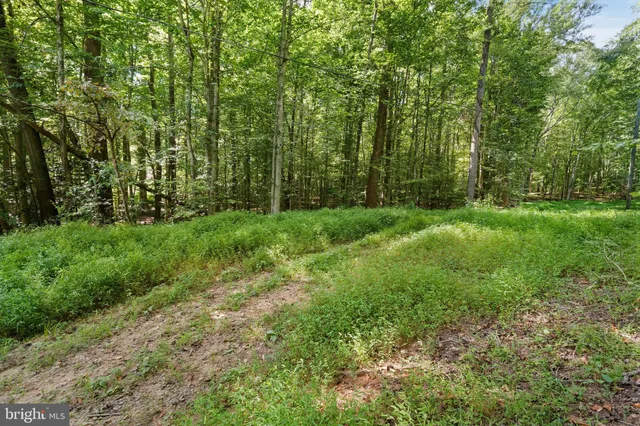a view of a lush green space
