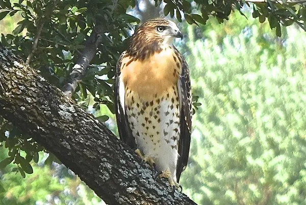 $72,000 | Lot 615 Caprock Court, Graford, TX 76449