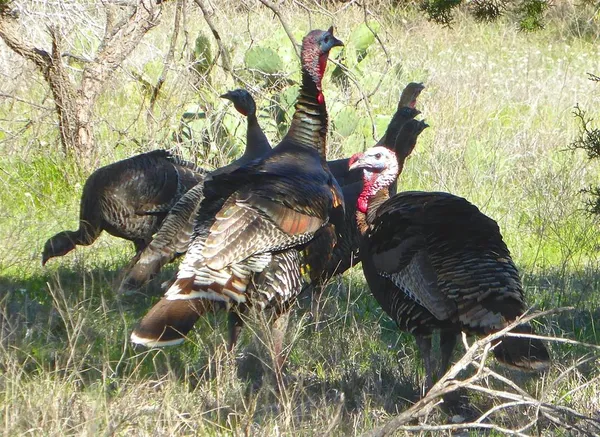 $72,000 | Lot 615 Caprock Court, Graford, TX 76449