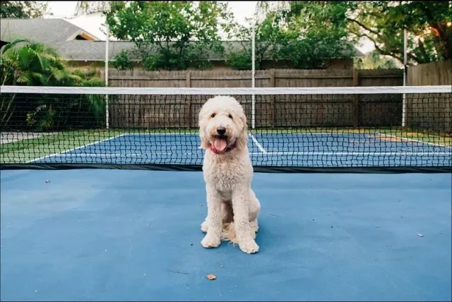 a view of a backyard with wooden fence
