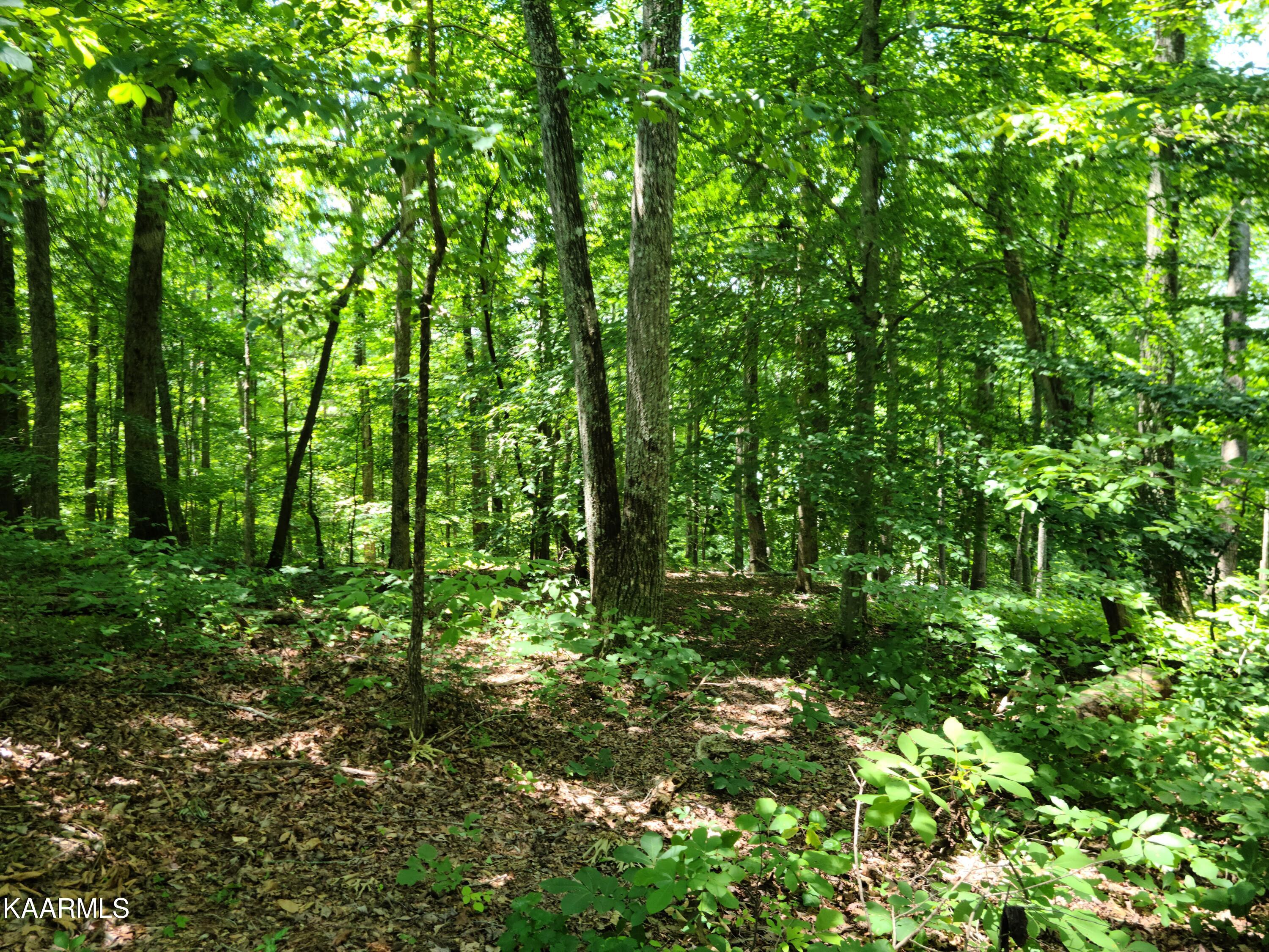 256 Big Ridge Point Sharps Chapel, TN 37866 - Photo 8 of 22 20220715_130619