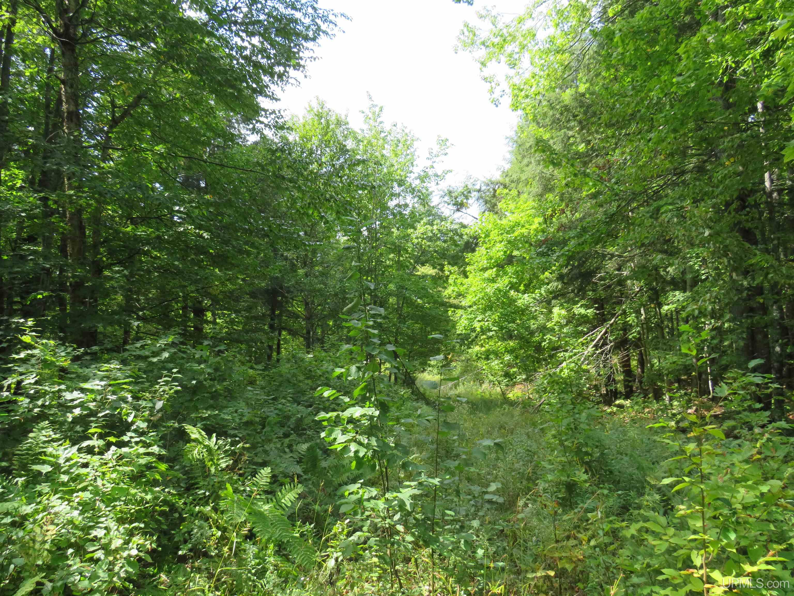 Tbd Black Creek Road Skanee, MI 49962 - Photo 13 of 14