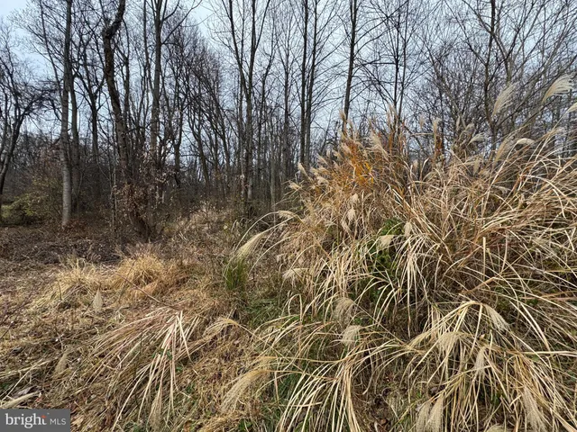 a view of a yard with a trees