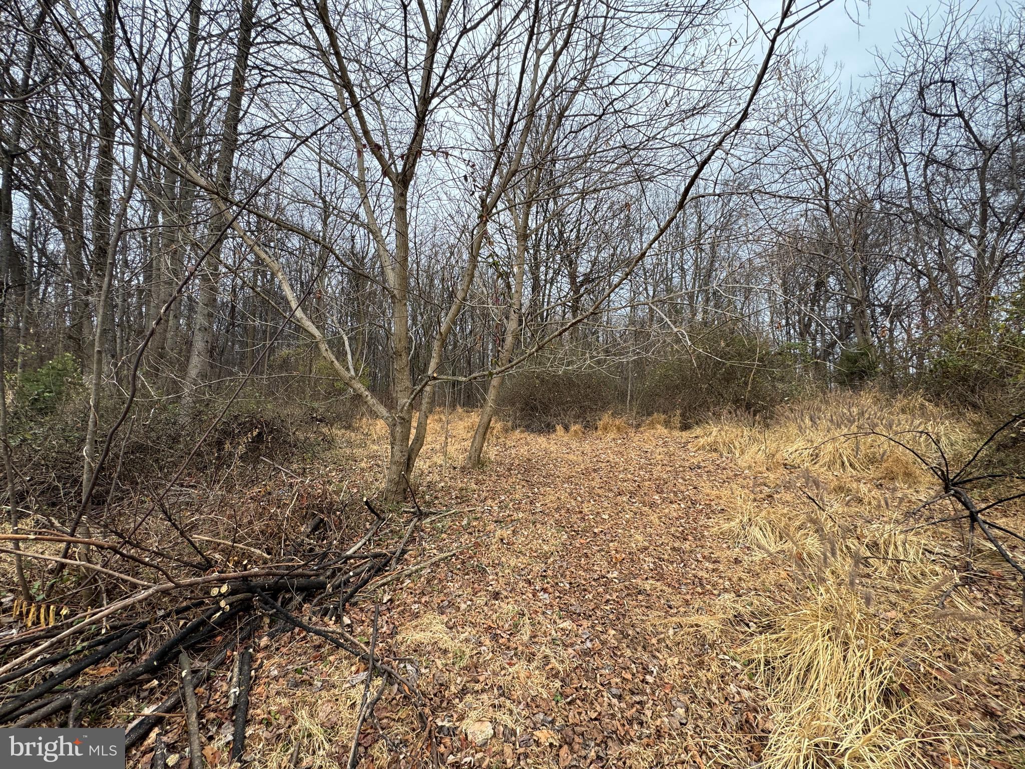 Peach Tree Road Poolesville, MD 20837 - Photo 4 of 7 a backyard of a house with lots of green space