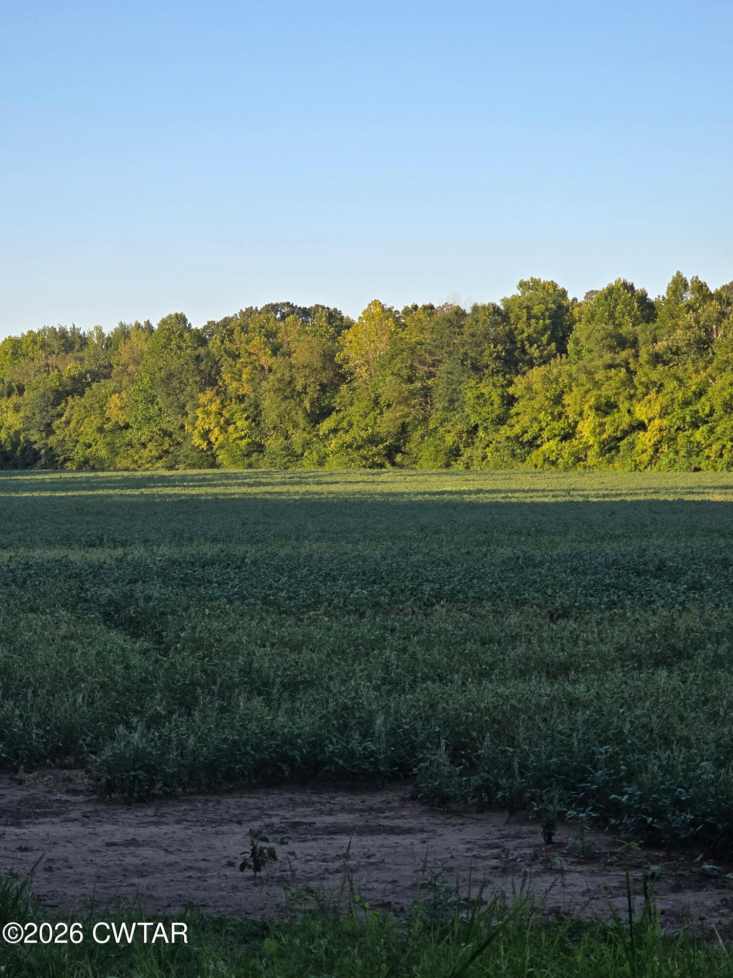 353 Cotton Grove Road Jackson, TN 38305 - Photo 1 of 9 20260818_184406