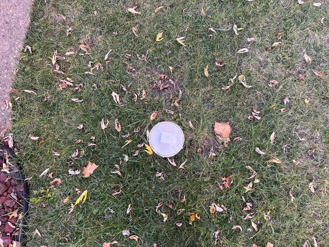 a view of a tree in a yard