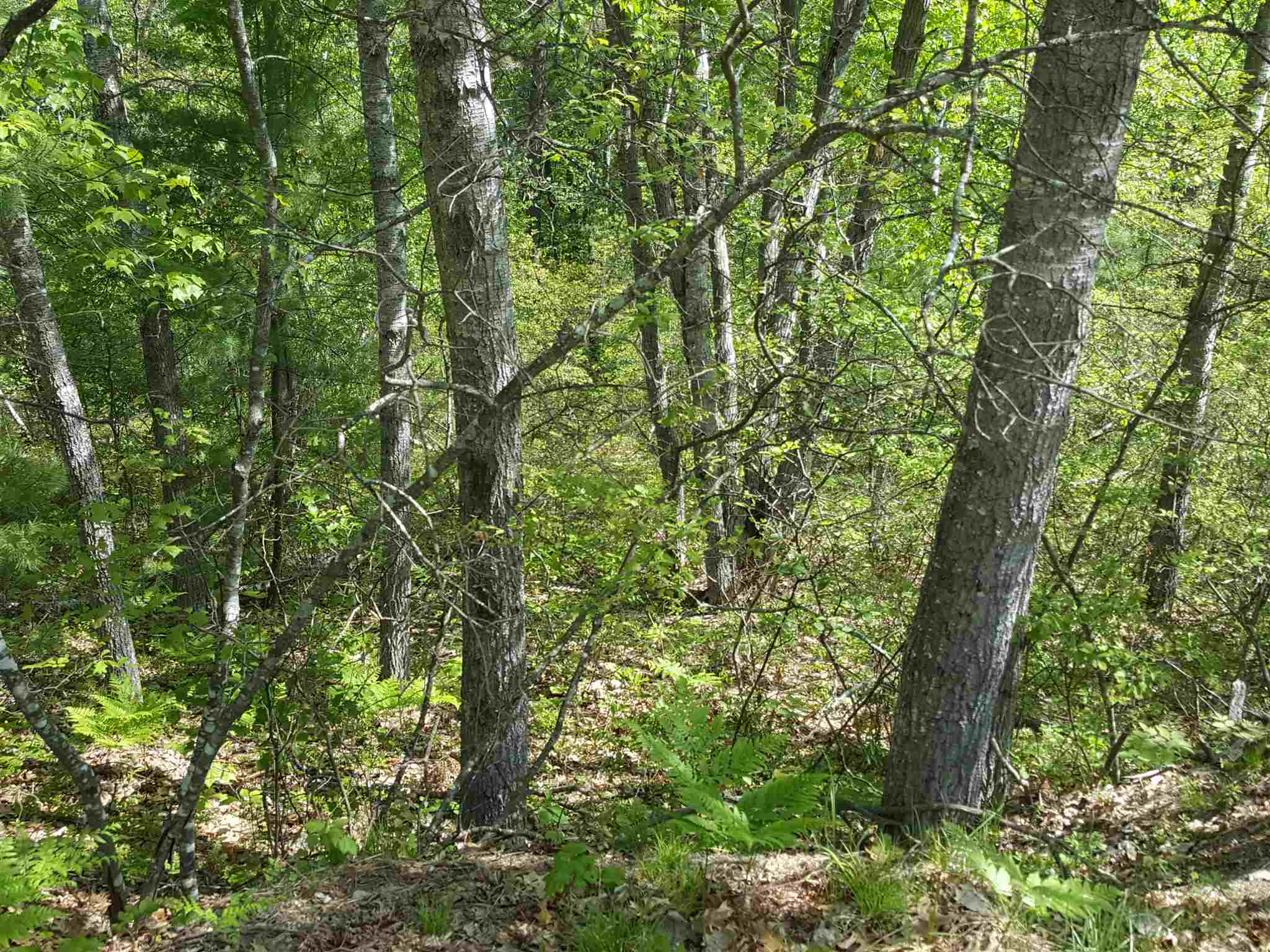 Lot 42-1 Huckins Road Freedom, NH 03836 - Photo 7 of 7