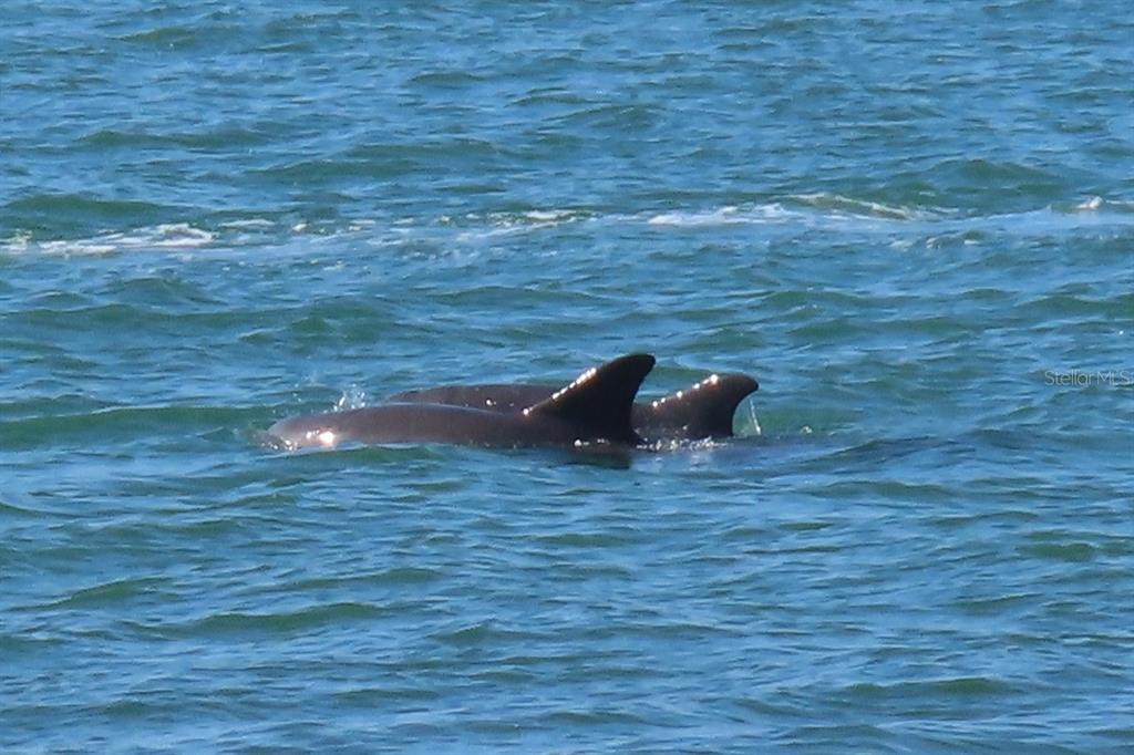 7 Dunoon Place, Unit 102 Dunedin, FL 34698 - Photo 50 of 53