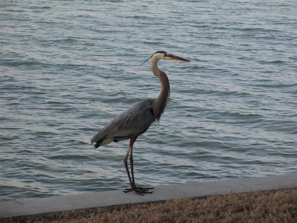 7 Dunoon Place, Unit 102 Dunedin, FL 34698 - Photo 51 of 53
