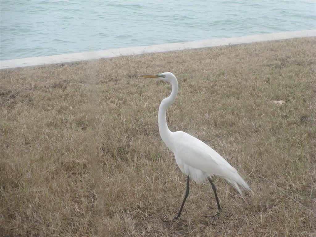7 Dunoon Place, Unit 102 Dunedin, FL 34698 - Photo 52 of 53