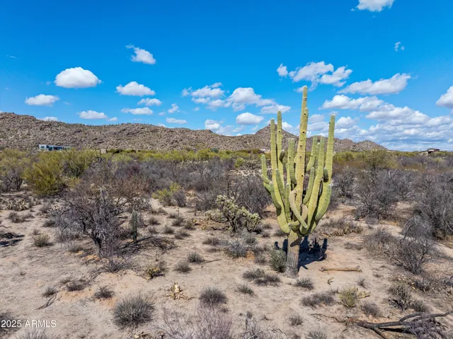a view of a yard with a tree in the background