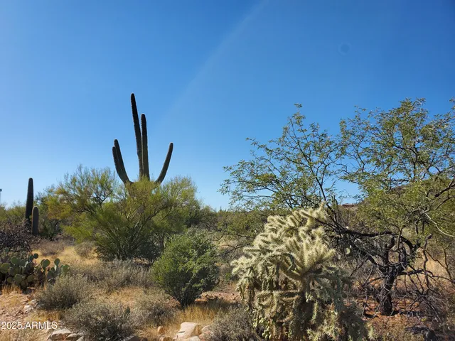 a view of a plant in a garden