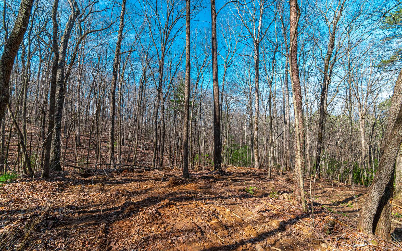11.06 Piney Spur Road Ellijay, GA 30536 - Photo 12 of 38 Additional View