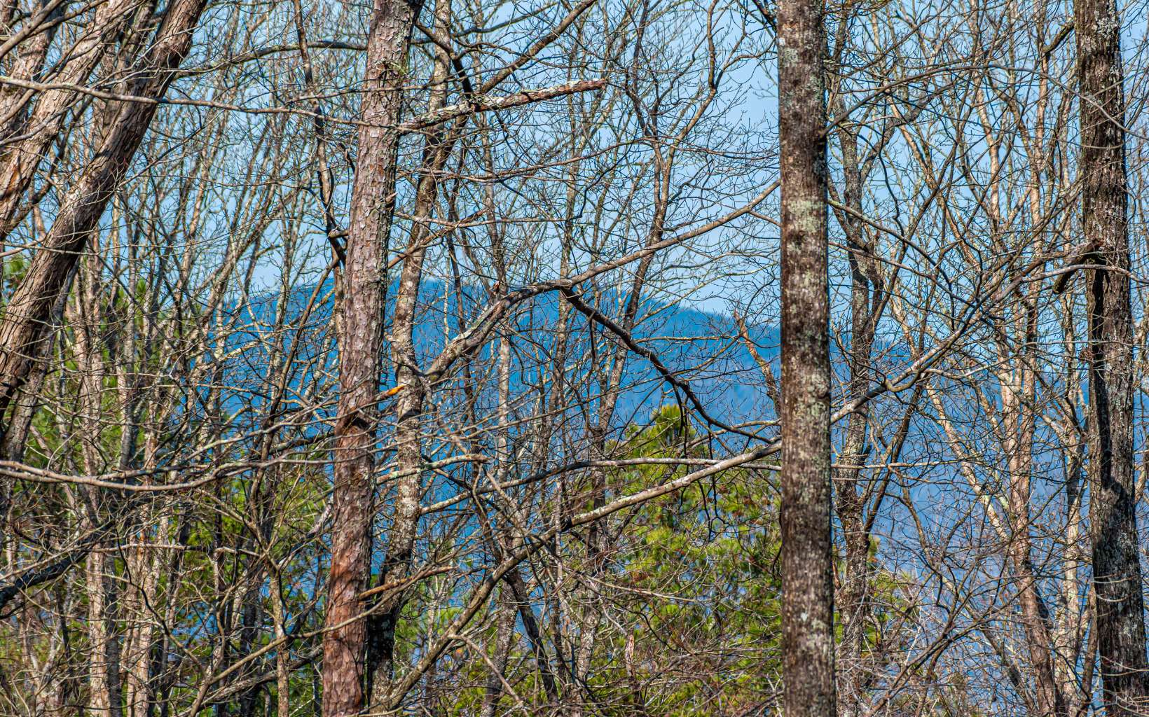 11.06 Piney Spur Road Ellijay, GA 30536 - Photo 13 of 38 Additional View